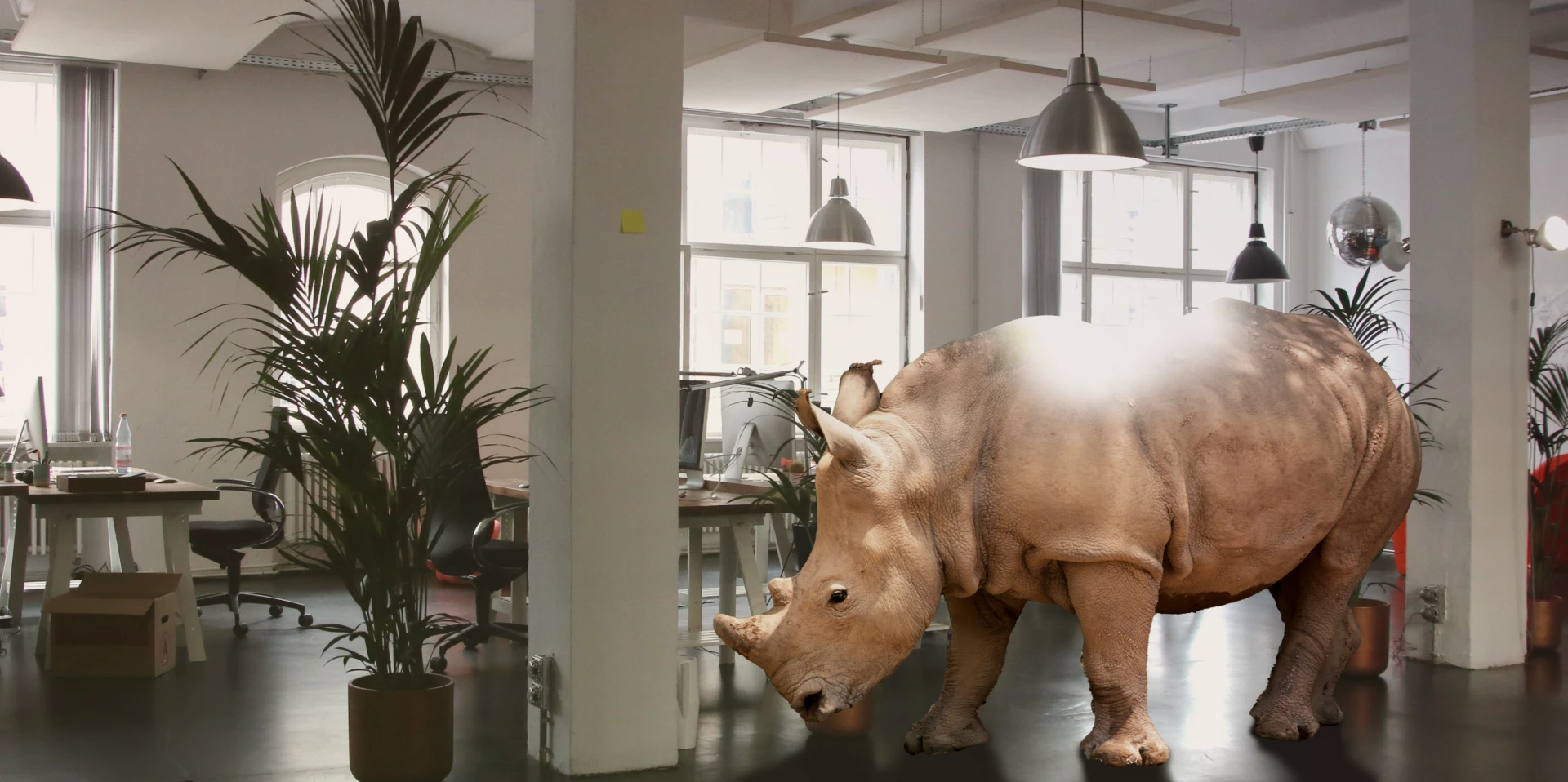 rhino-bgn.webp